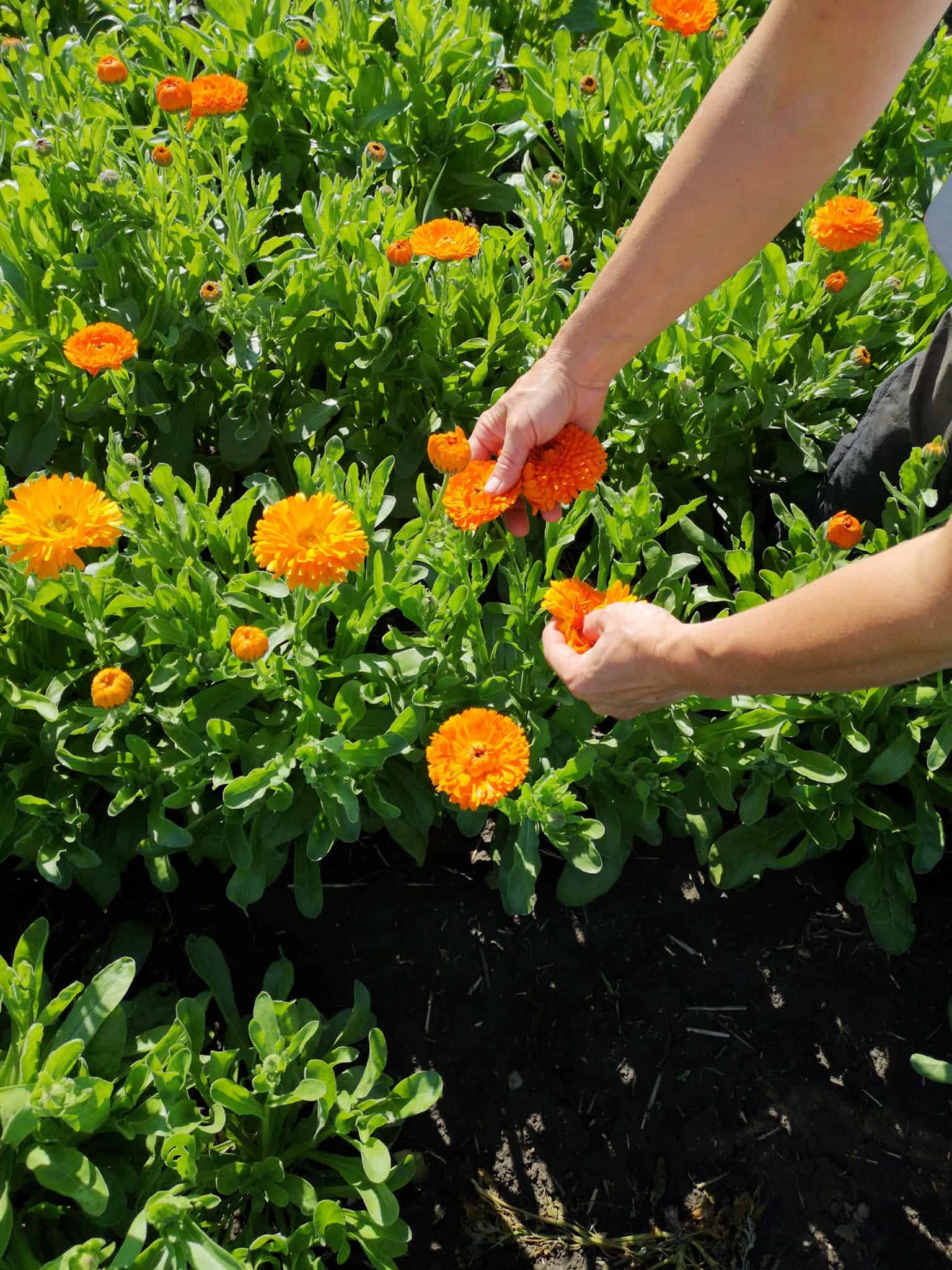 Sonnentor Organic Calendula Tea, 50g - Image 3